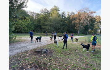 Canicross/marche/trot du 18 octobre 2026